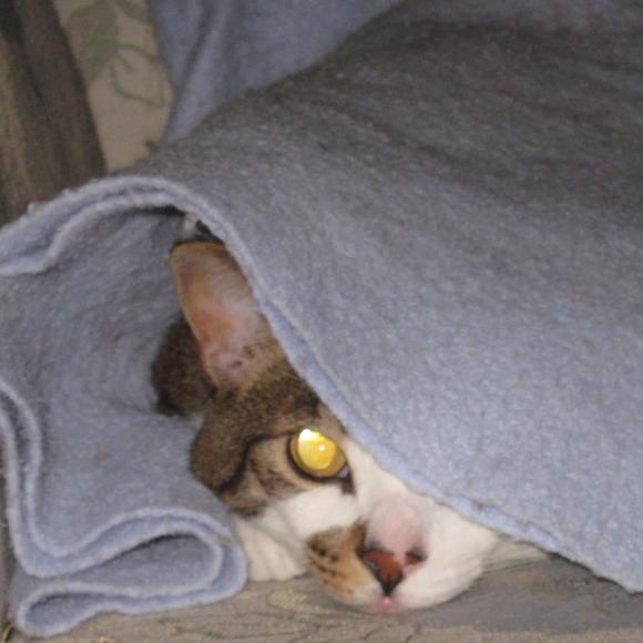 Meet your Posher, David - Picture 1 of 1